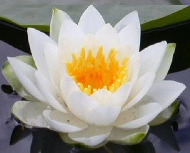 3 Organic Mixed Colors LOTUS Nelumbo Nucifera Pond Water Lily Lilypad Blue Red Flower Large Seeds